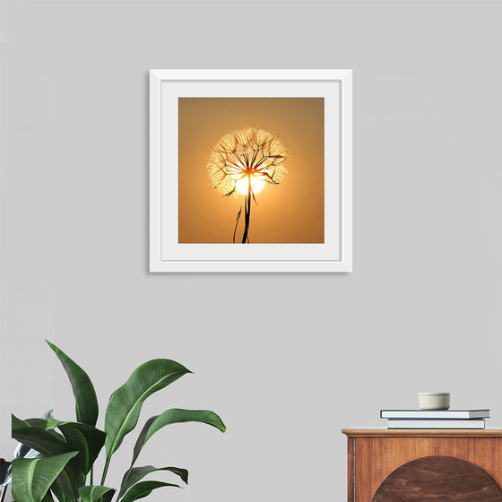 "Dandelion Sun"