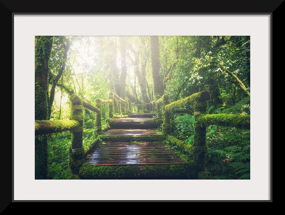"Jungle Path"