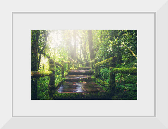 "Jungle Path"