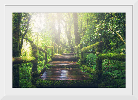 "Jungle Path"