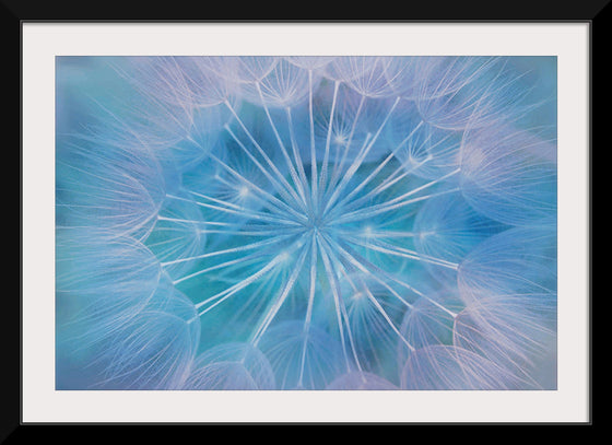 "Blowball Flowers Blossom Abstract"