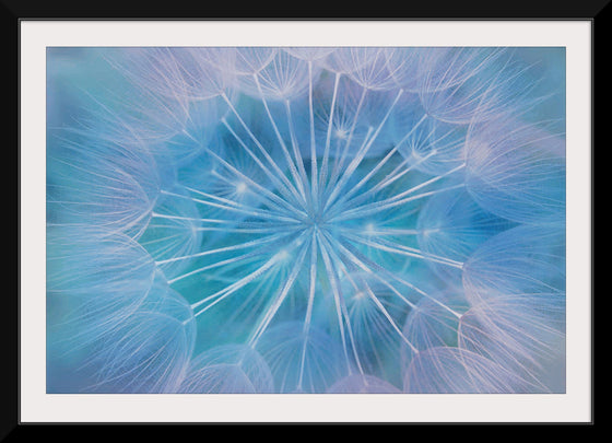 "Blowball Flowers Blossom Abstract"