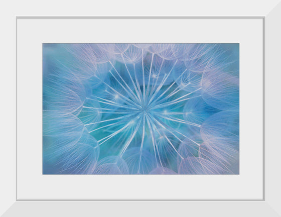 "Blowball Flowers Blossom Abstract"