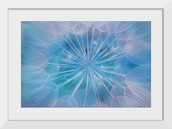 "Blowball Flowers Blossom Abstract"