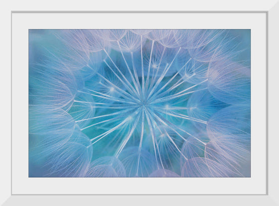 "Blowball Flowers Blossom Abstract"