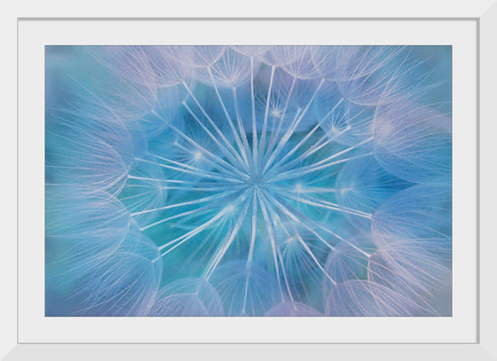 "Blowball Flowers Blossom Abstract"