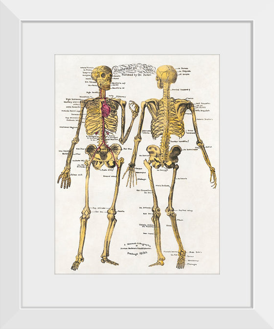 "Anatomical Plates", Dr Parker