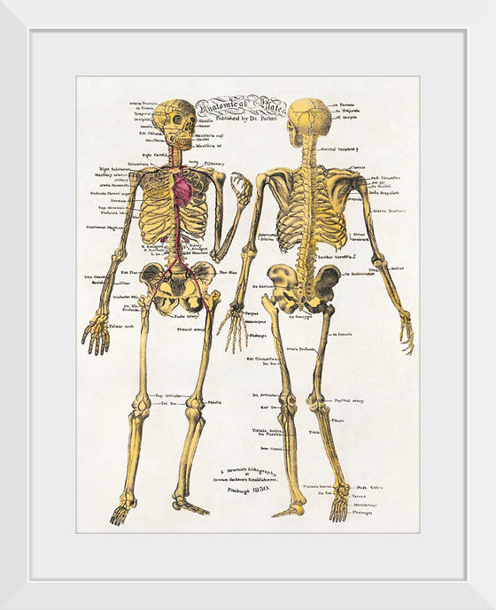 "Anatomical Plates", Dr Parker