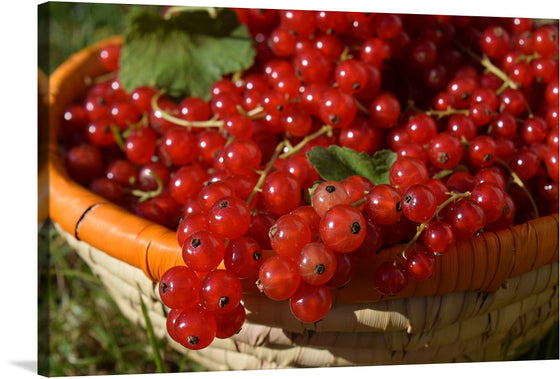 “Red Currants in a Bowl” is a stunning print that captures the essence of summer’s bounty. The image features a close-up view of red currants filling up and overflowing from a woven basket. The currants are bright red and glossy, reflecting light and showcasing their freshness.