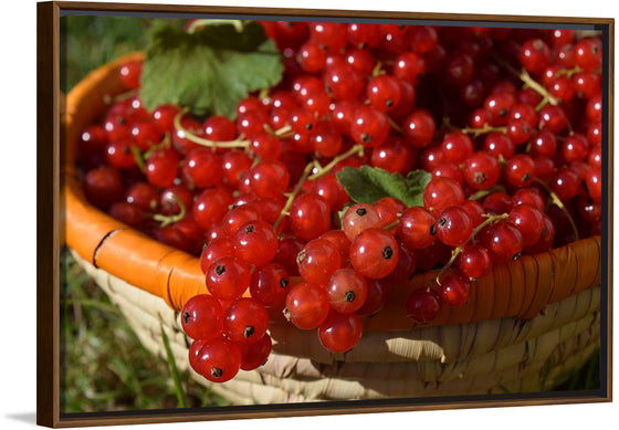 "Red currants in bowl"