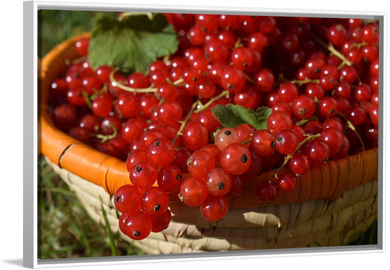 "Red currants in bowl"