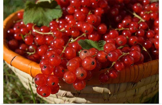 "Red currants in bowl"