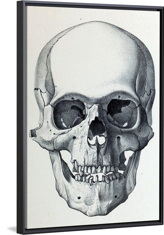 "Vintage Old Skull", Martina Stokow