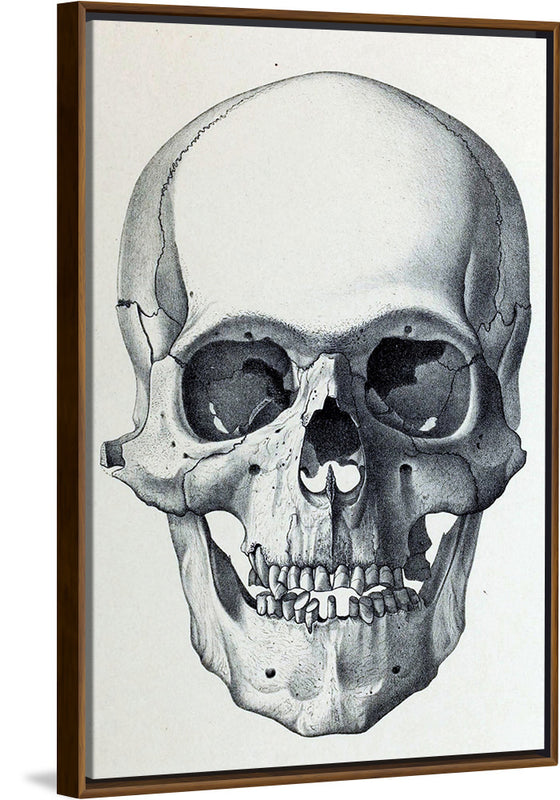 "Vintage Old Skull", Martina Stokow