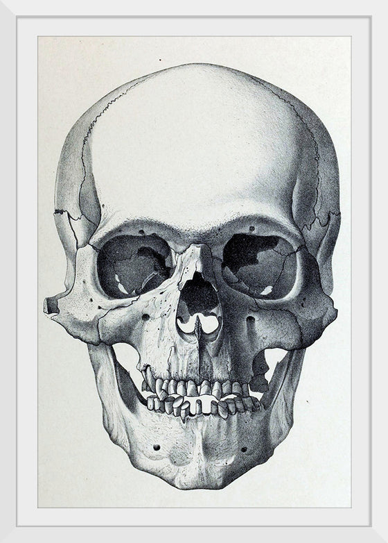 "Vintage Old Skull", Martina Stokow