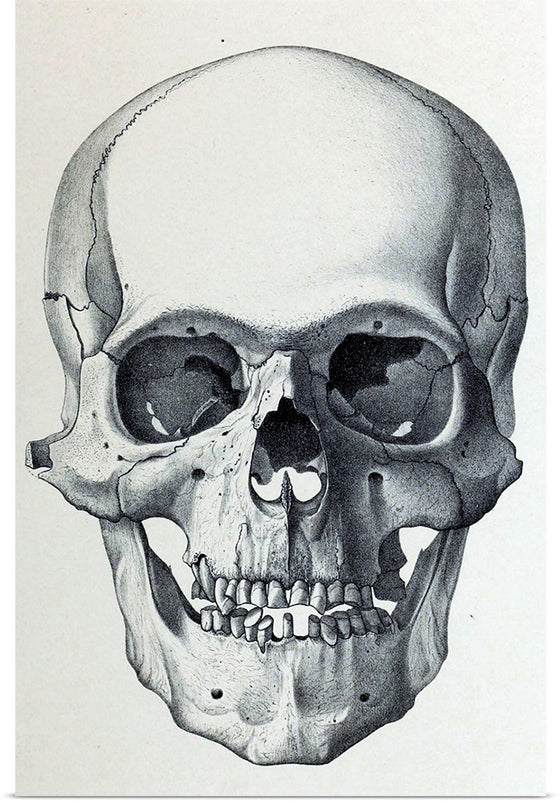 "Vintage Old Skull", Martina Stokow