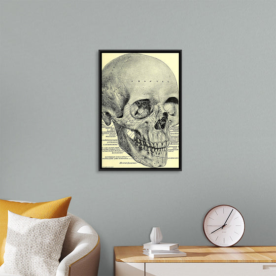 "Skull Human Anatomy Vintage"