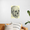 "Skull Human Anatomy Vintage"