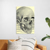 "Skull Human Anatomy Vintage"