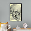 "Skull Human Anatomy Vintage"