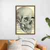 "Skull Human Anatomy Vintage"