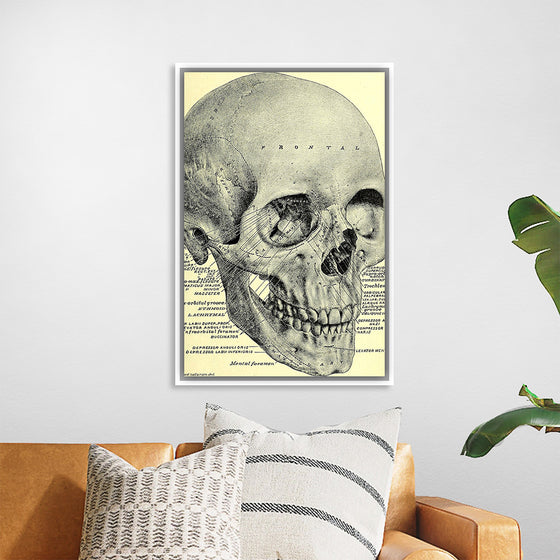 "Skull Human Anatomy Vintage"