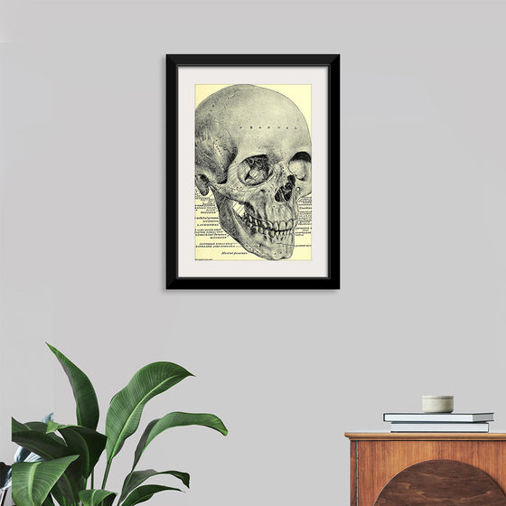 "Skull Human Anatomy Vintage"