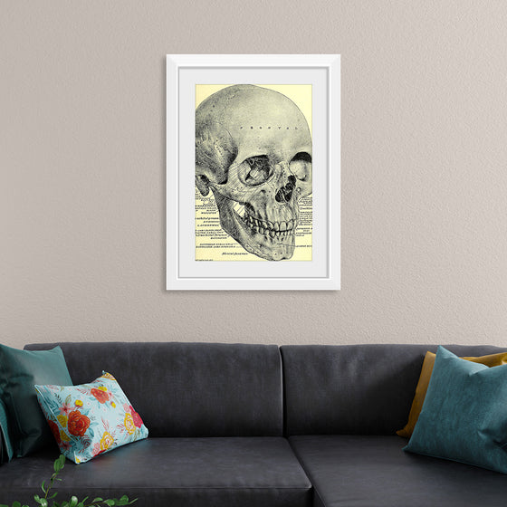 "Skull Human Anatomy Vintage"