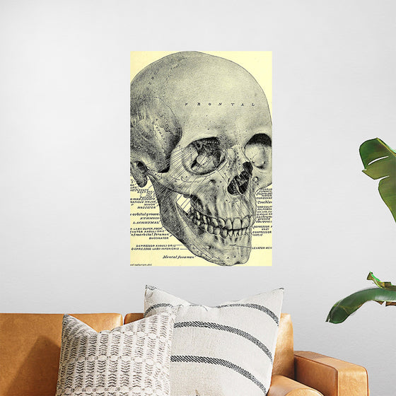 "Skull Human Anatomy Vintage"