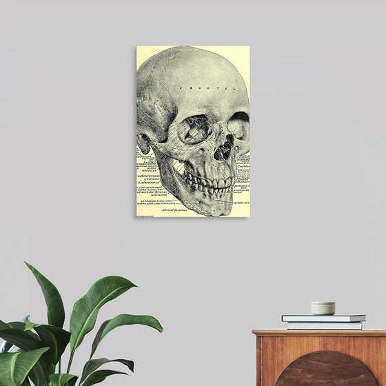 "Skull Human Anatomy Vintage"