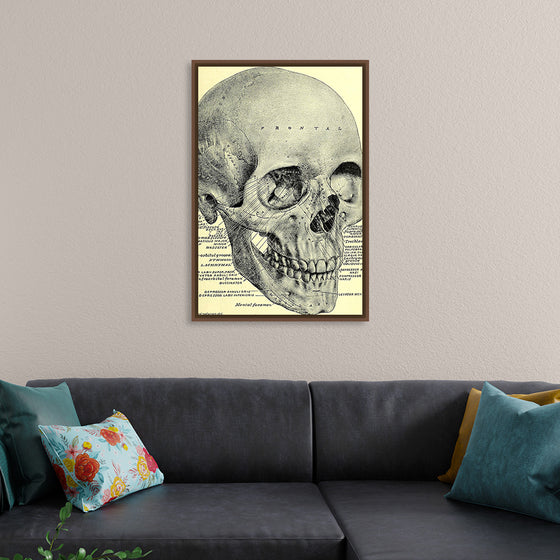 "Skull Human Anatomy Vintage"