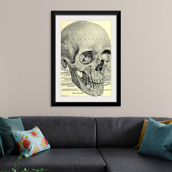 "Skull Human Anatomy Vintage"