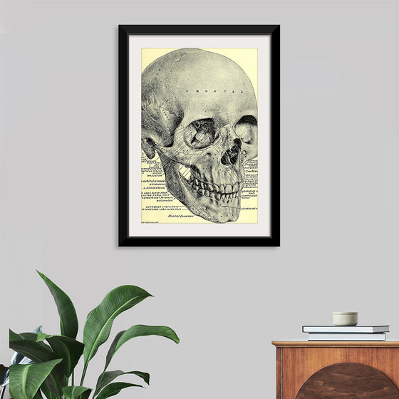 "Skull Human Anatomy Vintage"