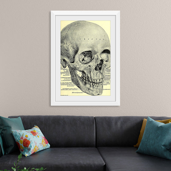 "Skull Human Anatomy Vintage"