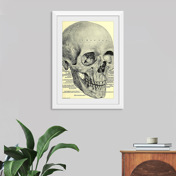 "Skull Human Anatomy Vintage"