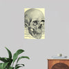 "Skull Human Anatomy Vintage"