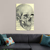 "Skull Human Anatomy Vintage"