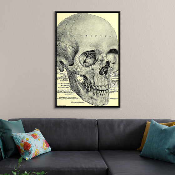 "Skull Human Anatomy Vintage"