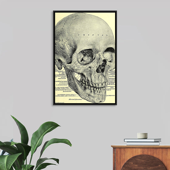 "Skull Human Anatomy Vintage"