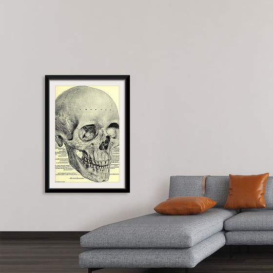 "Skull Human Anatomy Vintage"