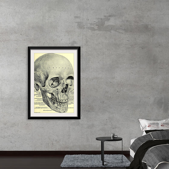 "Skull Human Anatomy Vintage"