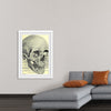 "Skull Human Anatomy Vintage"