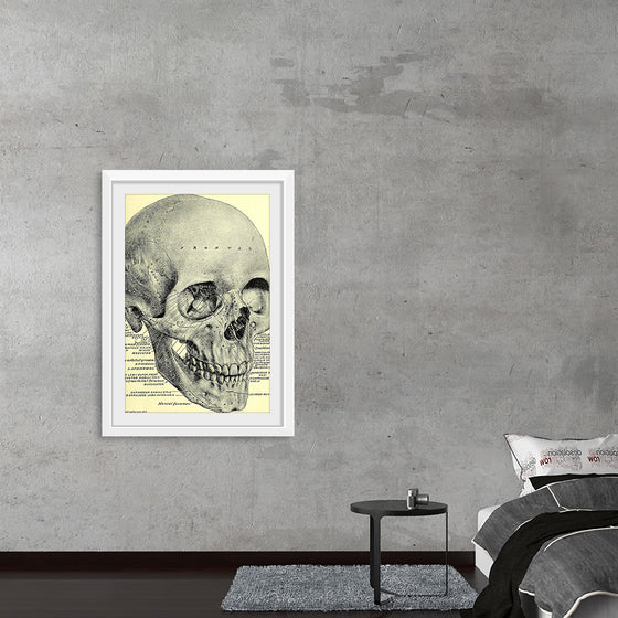 "Skull Human Anatomy Vintage"