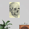 "Skull Human Anatomy Vintage"