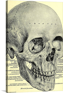  Immerse yourself in the fascinating world of human anatomy with this detailed and intricate illustration of a human skull. This print, annotated with labels identifying various bones and structures, is not just an artwork but a journey into the marvel of human anatomy. The word “FRONTAL” prominently displayed indicates the frontal bone of the skull, inviting viewers to explore further. 