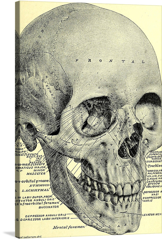 Immerse yourself in the fascinating world of human anatomy with this detailed and intricate illustration of a human skull. This print, annotated with labels identifying various bones and structures, is not just an artwork but a journey into the marvel of human anatomy. The word “FRONTAL” prominently displayed indicates the frontal bone of the skull, inviting viewers to explore further. 