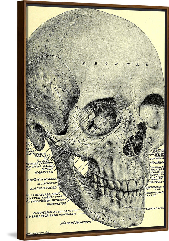 "Skull Human Anatomy Vintage"