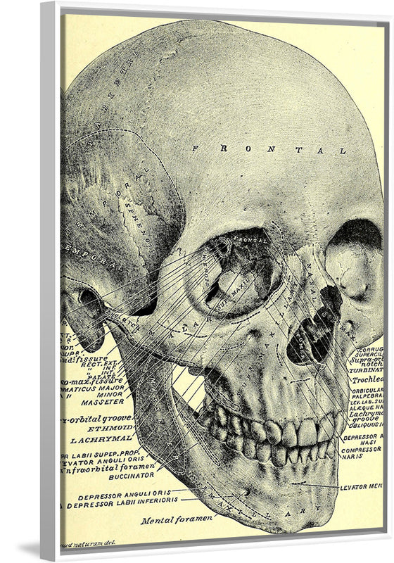 "Skull Human Anatomy Vintage"