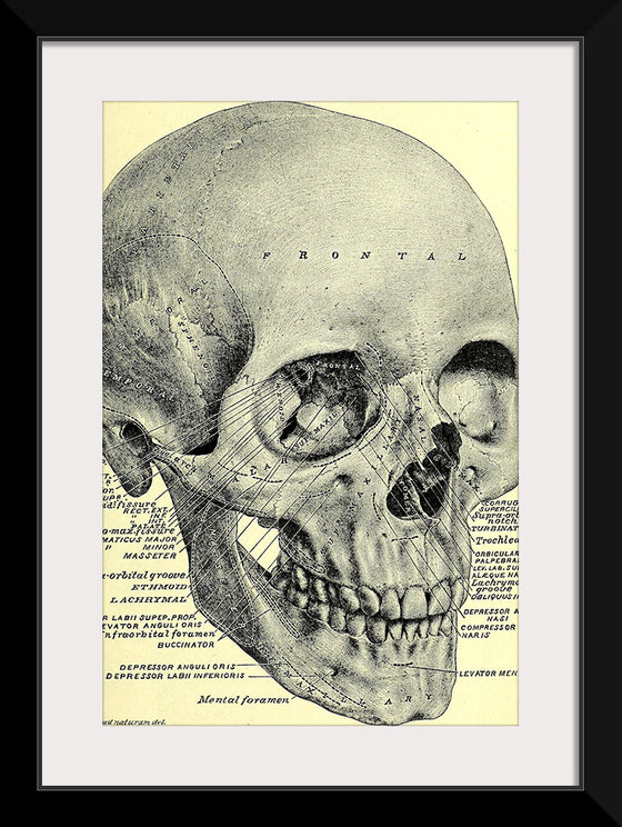 "Skull Human Anatomy Vintage"