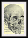 "Skull Human Anatomy Vintage"